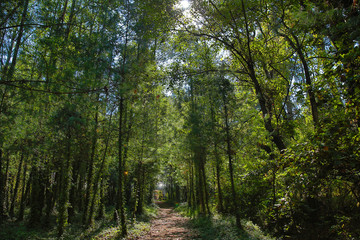 tall green trees and path way