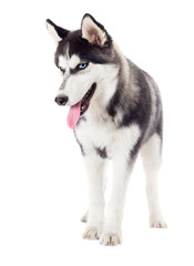 husky dog stands with a sly muzzle on a white background in full length