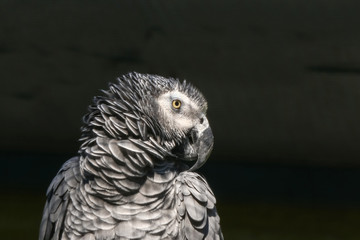 Porträt eines Graupapageis, Psittacus erithacus