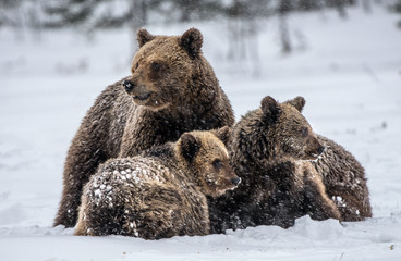 Bear family in the snowfall. She-Bear and bear cubs on the snow. Brown bears in the winter forest....