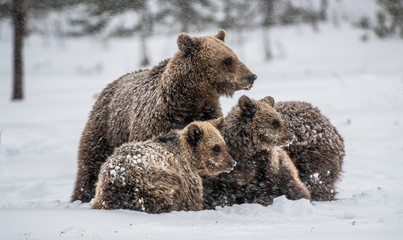 Bear family in the snowfall. She-Bear and bear cubs on the snow. Brown bears in the winter forest. Natural habitat. Scientific name: Ursus Arctos Arctos. © Uryadnikov Sergey