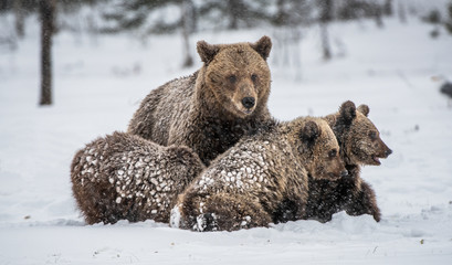 Bear family in the snowfall. She-Bear and bear cubs on the snow. Brown bears in the winter forest. Natural habitat. Scientific name: Ursus Arctos Arctos. © Uryadnikov Sergey