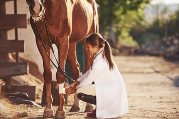 Using bandage to heal the leg. Female vet examining horse outdoors at the farm at daytime - Powered by Adobe