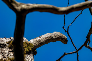 Dry tree in a forest on clear blue-sky background. climate change, drought and death, dying nature concept, mountain in Albania, sunny spring day
