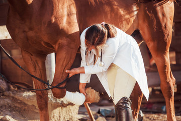 Using bandage to heal the leg. Female vet examining horse outdoors at the farm at daytime