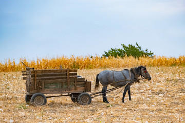 Autumn landscape with wheat field and horse with a wagon, corn field and horse in sunny day