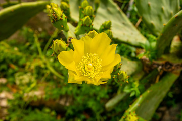 Yellow wild flower of prickly pear