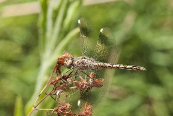 Brachythemis imBrachythemis impartita banded groundling male perched and resting on a plant stalking her next prey