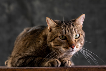 Shorthair gray cat with a big wide face on a black isolated background. A big cat.