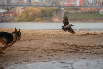 dog on the beach