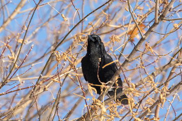 The American crow (Corvus brachyrhynchos) sitting on a branch
