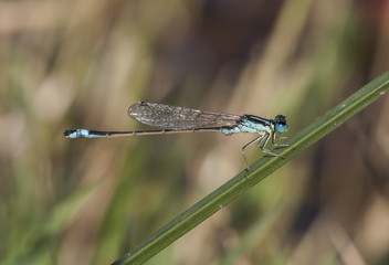 Ischnura graellsii Iberian Bluetail male delicate blue and black damselfly perched on a reed by a stream
