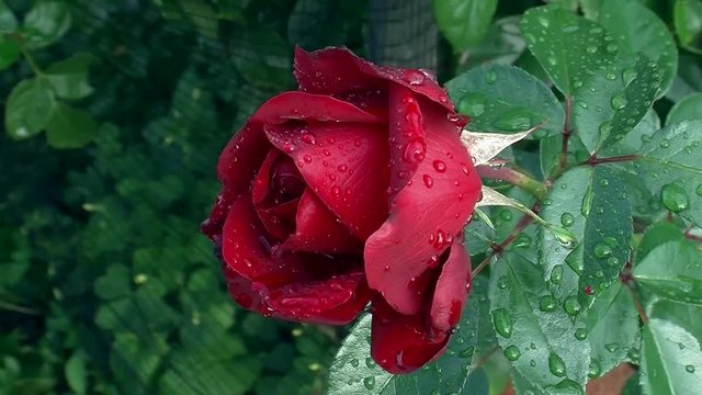Herrlich, diese mit Regentropfen verzierte edle rote Rosen (Gro&szlig;aufnahme)