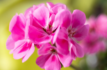 Obraz na płótnie Canvas pink flowers and bokeh background