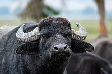 Fototapeten schwarzer Wasserbüffel auf den Feldern © serejkakovalev
