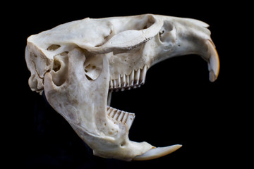 Muskrat (Ondatra zibethicus) skull isolated on black background - obrazy, fototapety, plakaty