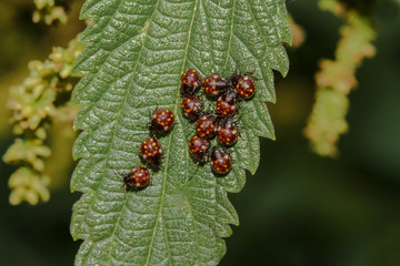 Larven der Reiswanze auf einem Brennnesselblatt