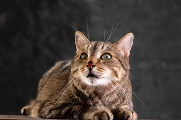Portrait of a short-haired gray cat with a big wide face on a black isolated background. A big cat.