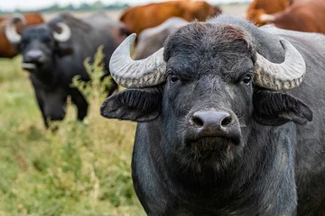 Foto auf Acrylglas Büffel schwarzer Wasserbüffel auf den Feldern