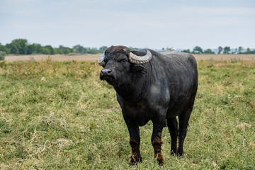  black water buffalo in the fields