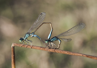 Ischnura graellsii Iberian Bluetail male and female couple mating delicate species of damselfly in black blue and brown