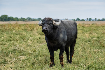 Naklejka na ściany i meble black water buffalo in the fields