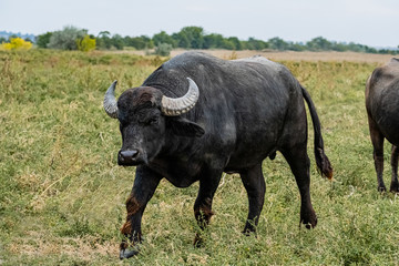  black water buffalo in the fields