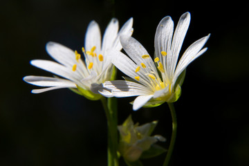 Bright white flowers of starwort (Stellaria) close-up on a black background