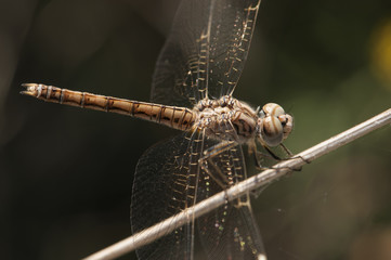 Brachythemis impartita banded groundling female perched and resting on a reed stalking her next prey