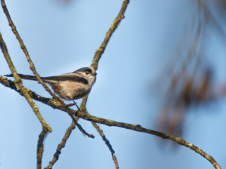 Mesange &agrave; longue queue