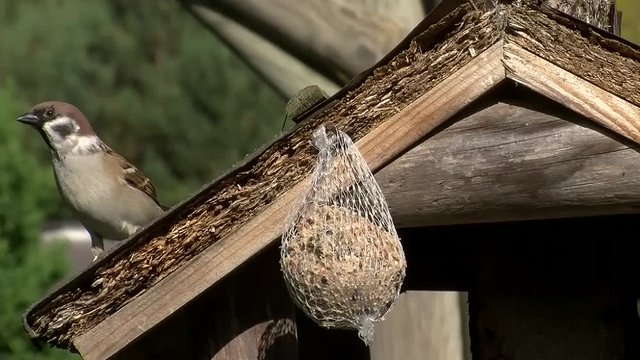 Der Spatz braucht lange bis er sich einige Bissen vom Meisenkn&ouml;del holt (Originalton)