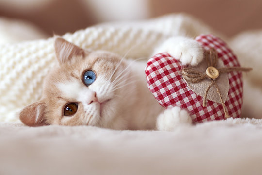 BKH Kitten Odd eyed mit Herz