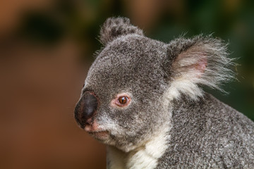 koala