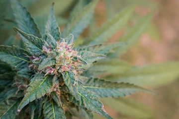 Marijuana Flower in Garden (Papaya Strain)