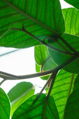 Good morning in the home greenhouse