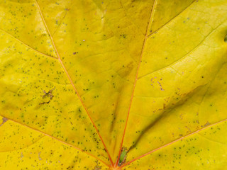 Autumn yellow leaf texture