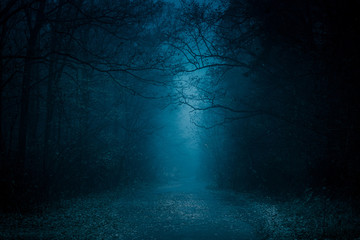 Route mystérieuse aux tons bleus à travers la forêt parmi les grands arbres. Sentier dans la forêt sombre, brumeuse, automnale et brumeuse.