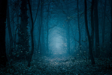 Geheimnisvoller, blau getönter Waldweg. Fußweg im dunklen, nebligen, herbstlichen, kalten Wald zwischen hohen Bäumen.