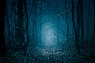 Abwaschbare Fototapete Straße im Wald Geheimnisvoller, blau getönter Waldweg. Fußweg im dunklen, nebligen, herbstlichen, kalten Wald zwischen hohen Bäumen.