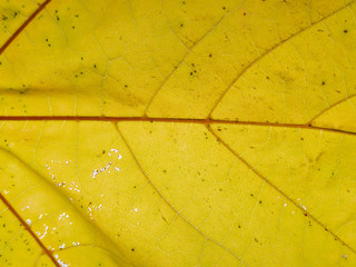 Autumn yellow leaf texture