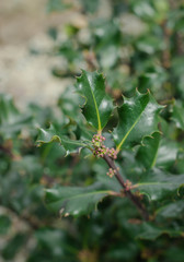 Young holly awaiting winter