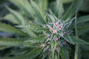 Fruity Papaya Strain Marijuana Flower in Garden