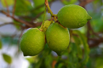 Lemons on a tree
