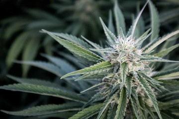 Naklejka na ściany i meble Marijuana Flower in Garden