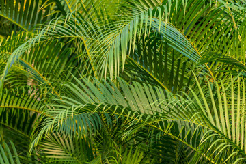 Green palm tree leaves background