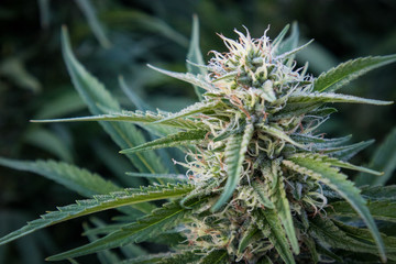 Naklejka na ściany i meble Cannabis Flower (Close-up)