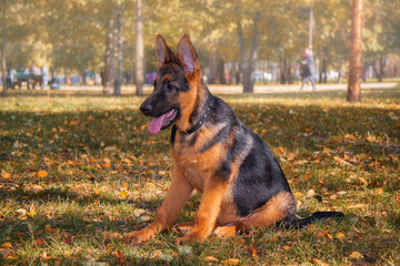 dog in the park