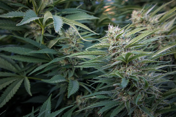 Cannabis Flower (Close-up)