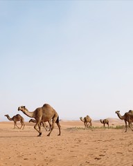 A group of camels crossing the Arabian Desert in Riyadh, Saudi Arabia
