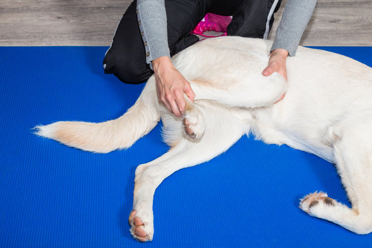 ein Hund wird in der Praxis behandelt